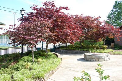 Path and red trees
