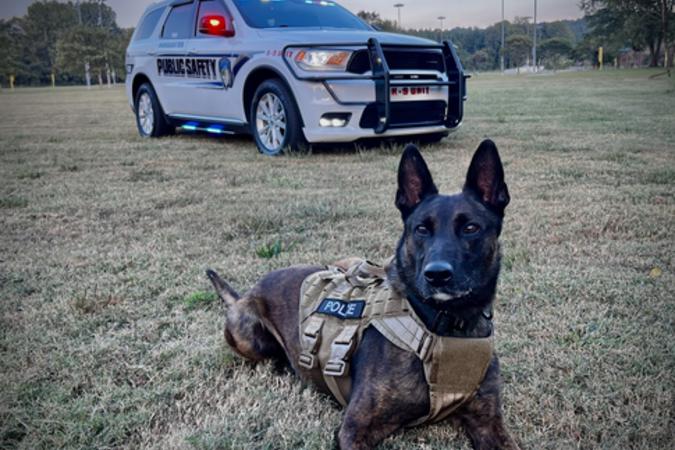 k9 tigo and car